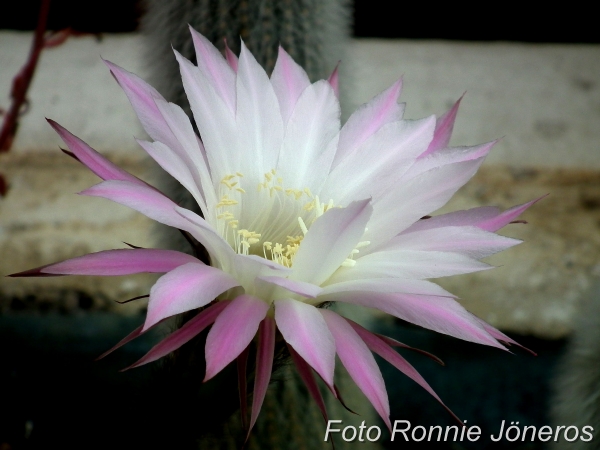 Echinopsis sjöborrekaktus